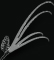 Longleaf Collection